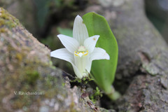 Conchidium braccatum